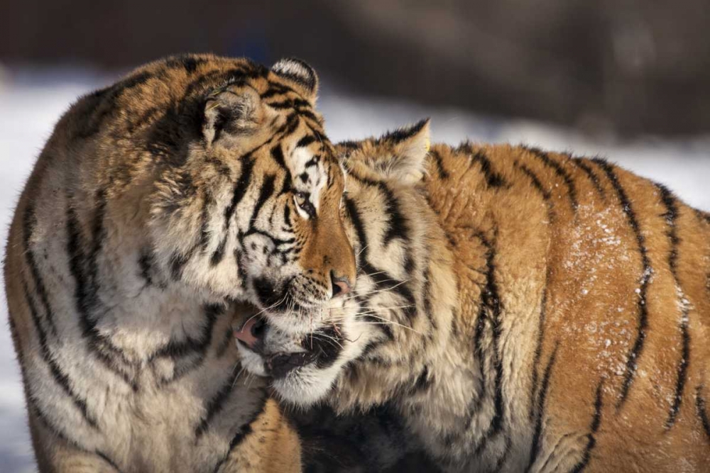 China, Harbin Affectionate Siberian tigers